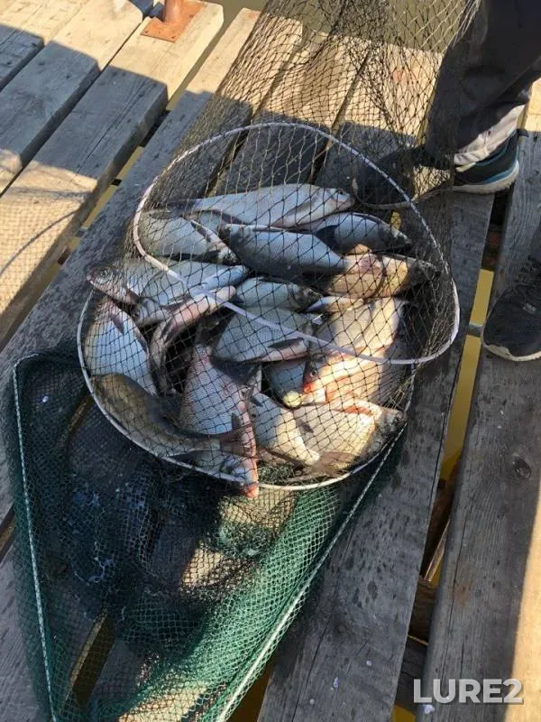 Bream — Volchikhinskoye, May 23, 2018