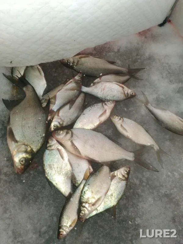 Bream, Roach — Staroutkinskiy, Feb 03, 2018
