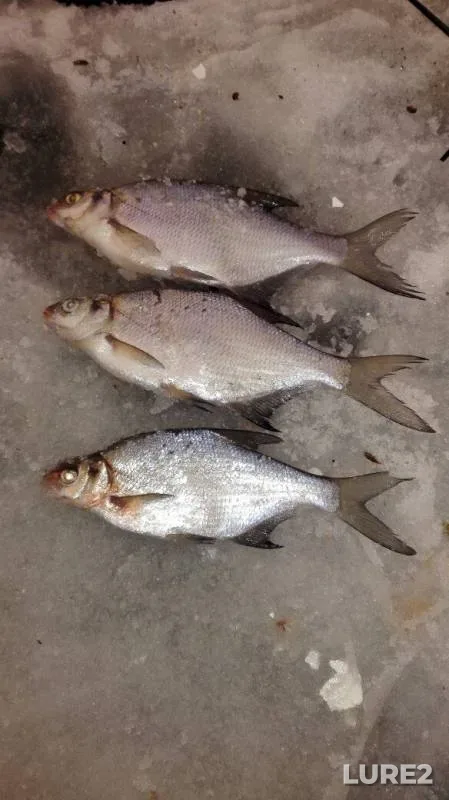 Bream — Volchikhinskoye, Jan 28, 2018