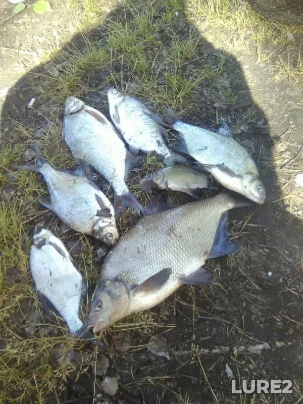 Bream, Tench — Volchikhinskoye, Jun 18, 2017