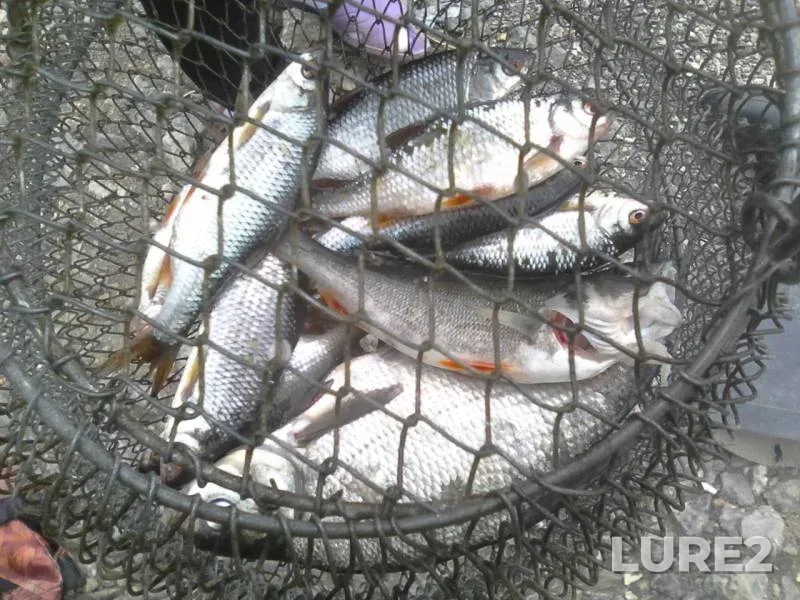 Bream, Perch — Volchikhinskoye, May 28, 2017