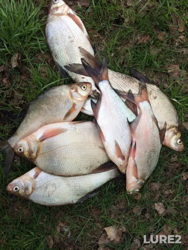 Bream — Neyva, May 14, 2017
