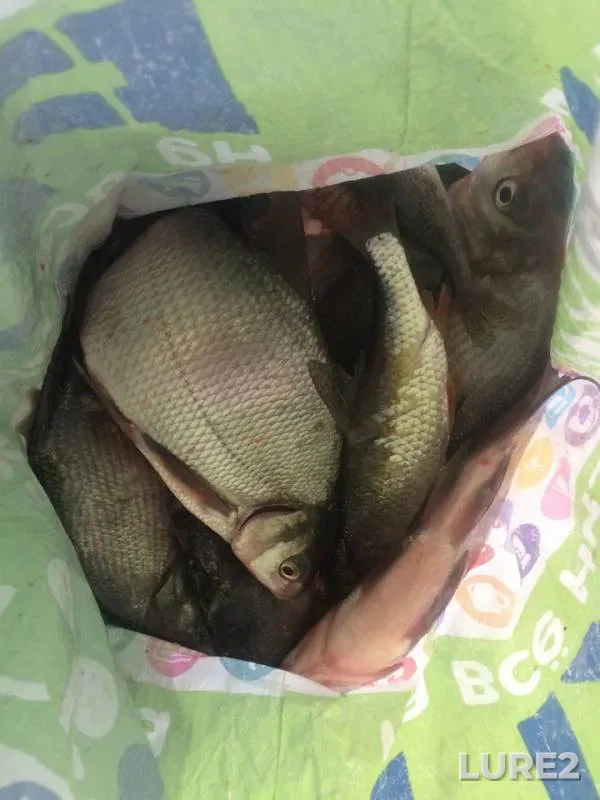 Bream, Roach — Volchikhinskoye, Jan 06, 2017