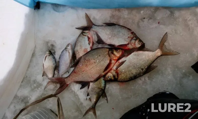 Bream — Volchikhinskoye, Dec 07, 2016