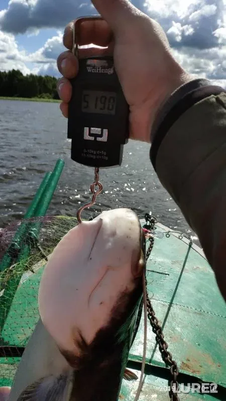 Wels catfish — Shosha, Jul 12, 2019