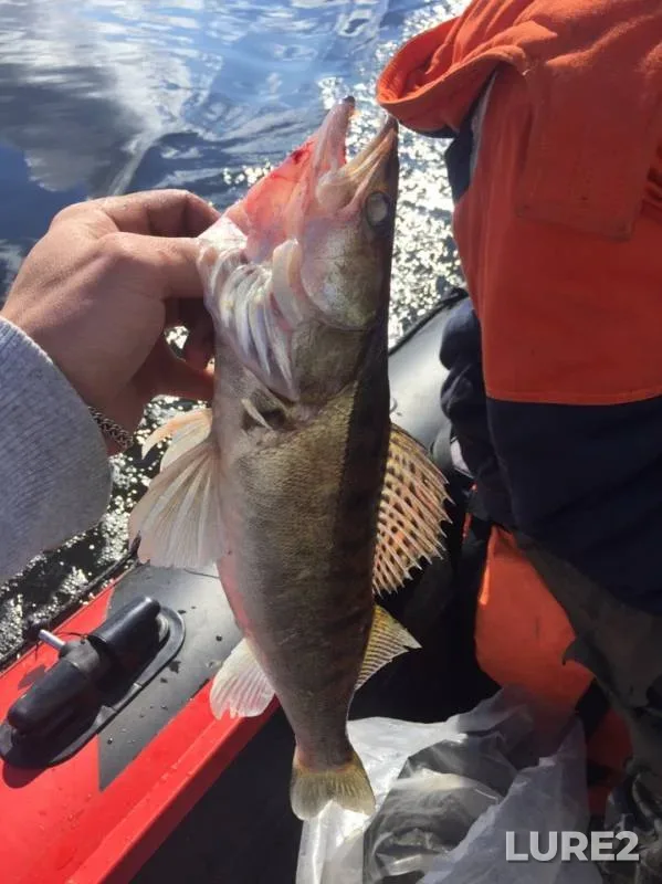 Wels catfish, Zander — Yolnat, Jun 25, 2019