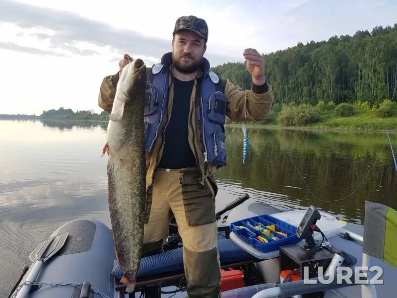Wels catfish — Oka, Jun 22, 2019