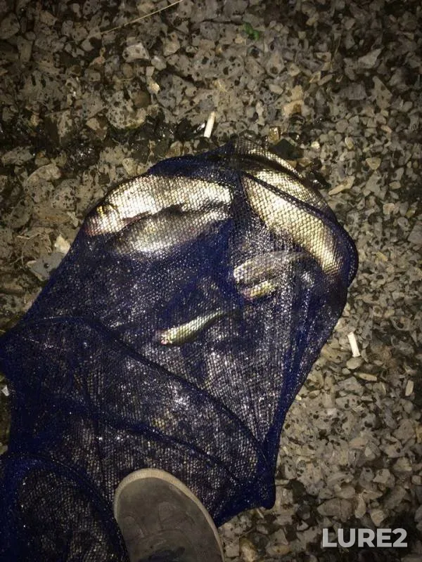 Bream — Bilimbayevskiy, Aug 26, 2016