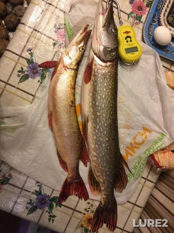 Pike — Oka, Nov 03, 2019