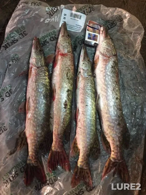 Pike — Oka, Oct 20, 2019