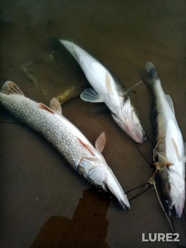 Pike, Zander — yerik Bishenovka, Oct 18, 2019