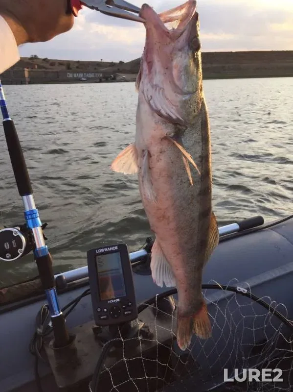 Zander — Volga, Aug 18, 2019