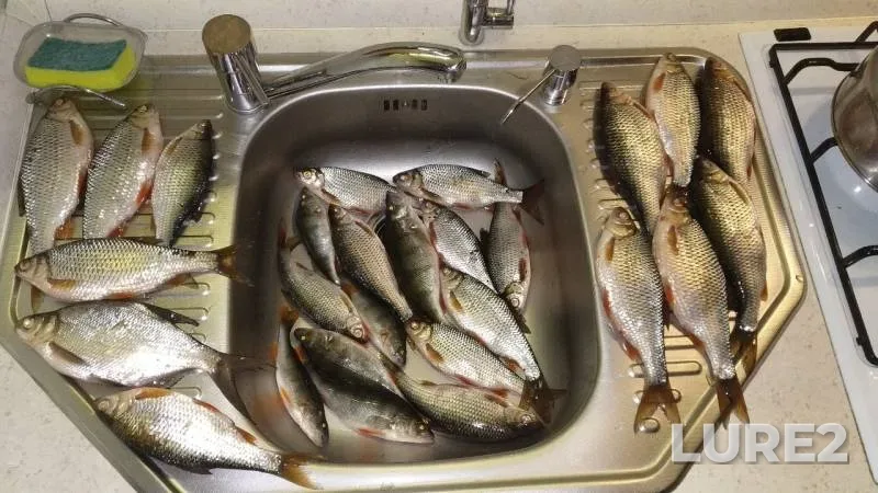 Perch, Roach — Ruza, Feb 28, 2019