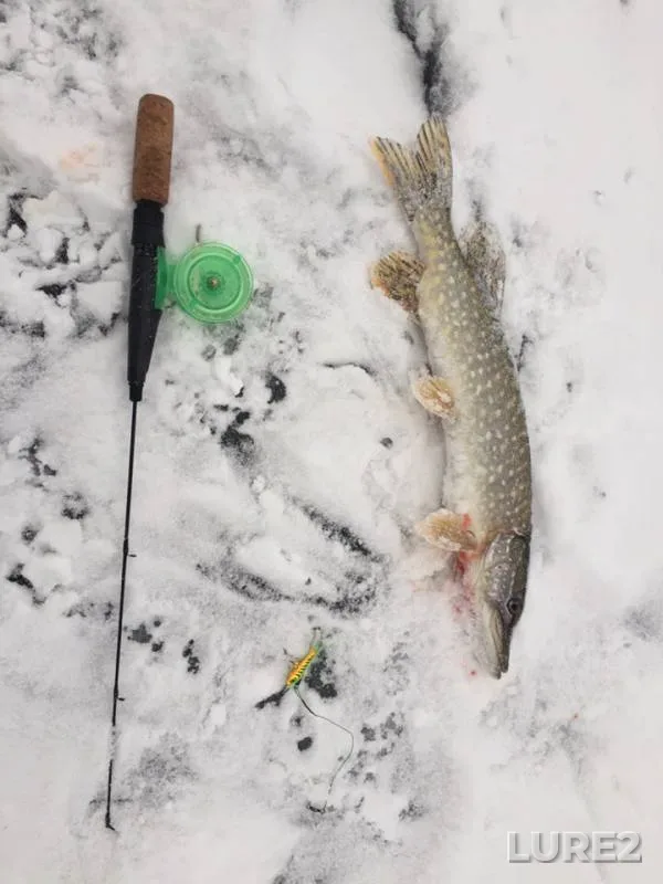 Pike — Migulyanka zaliv, Dec 15, 2018