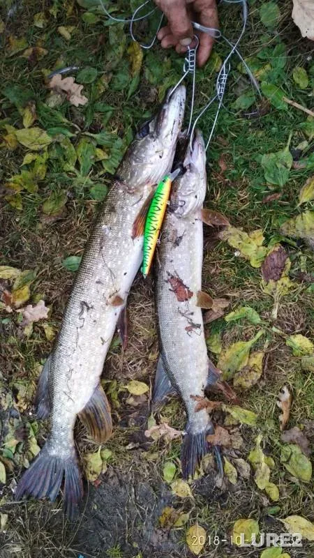 Pike — Sutle-Kul, Oct 21, 2018