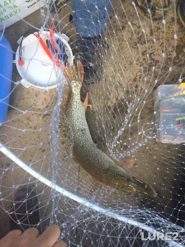 Pike — Akhtuba, Oct 01, 2018