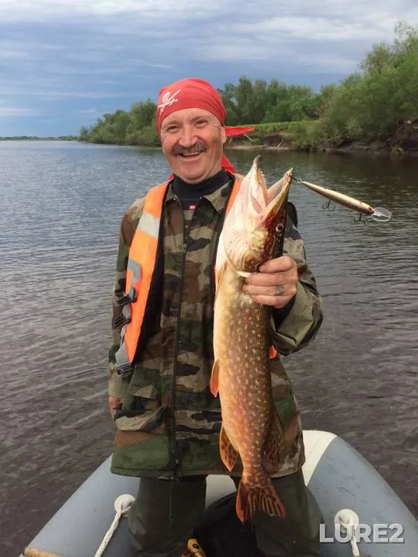 Perch, Pike — Severnaya Dvina, Jun 25, 2018