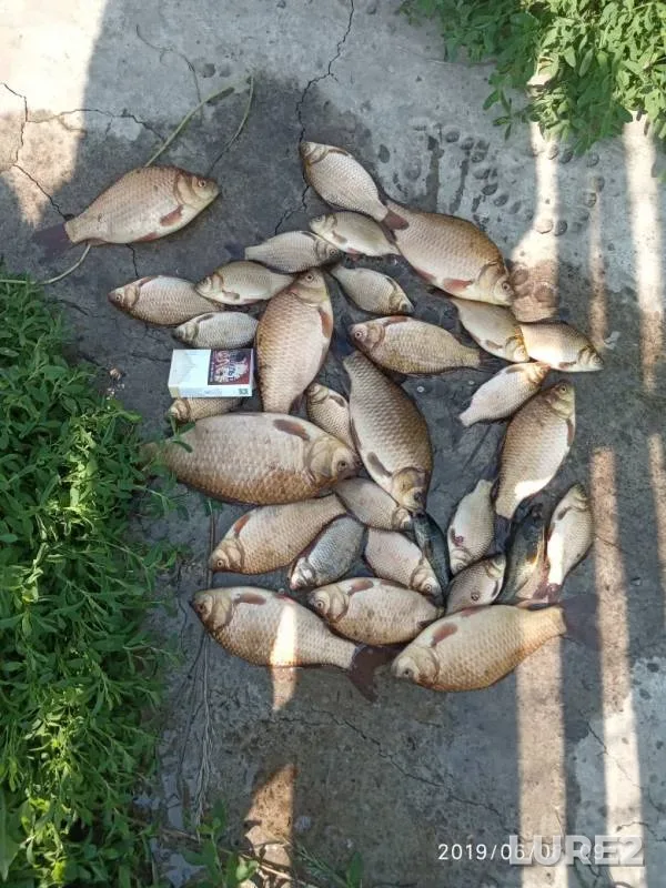 Crucian carp — Kelya, Jun 08, 2019