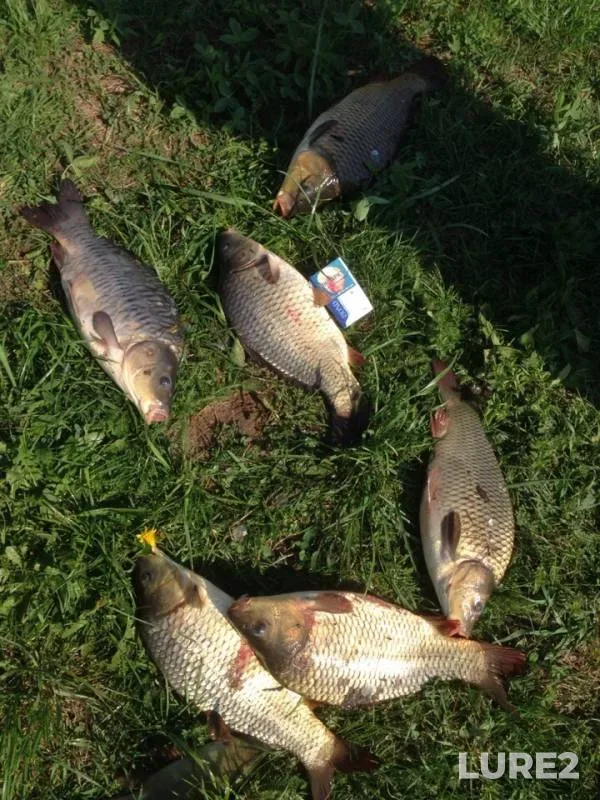 Carp, Tench — Vadok, May 14, 2019