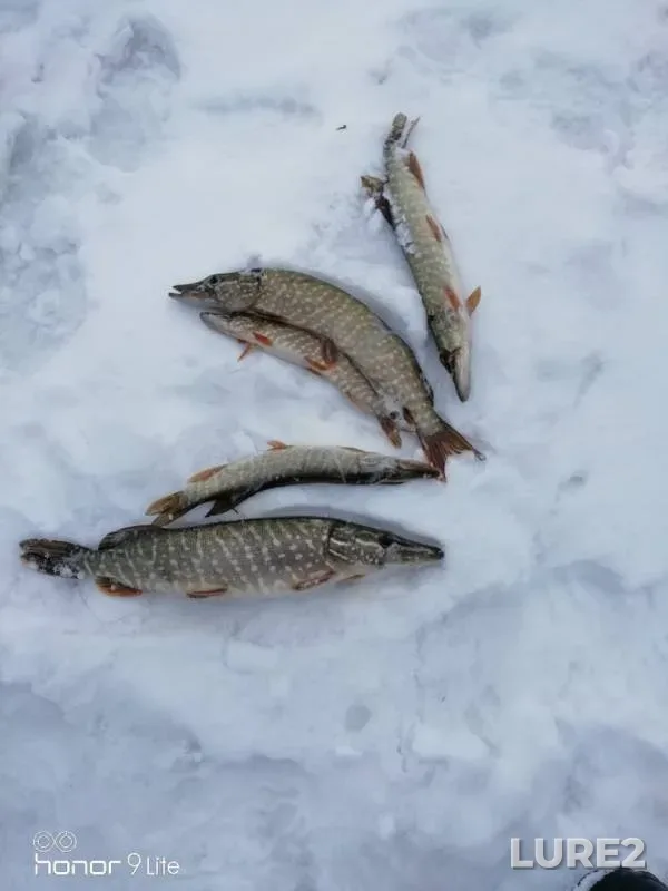 Pike — Tyosha, Mar 20, 2019