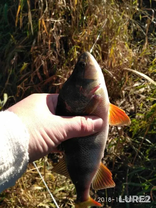 Perch — Tyosha, Oct 20, 2018