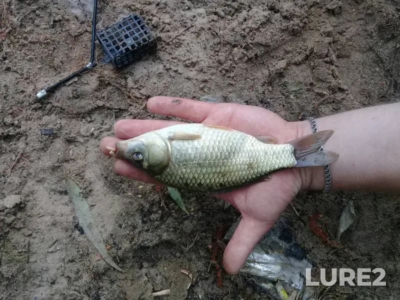 Crucian carp — Smirnovskiy, Jul 18, 2018