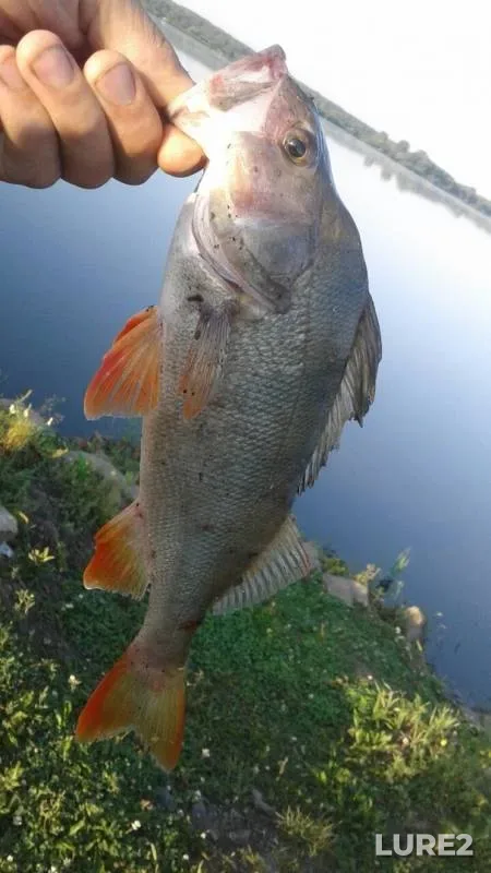 Perch, Pike — Severnaya Unga, Sep 17, 2019
