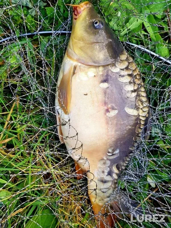 Carp — Severnaya Unga, Aug 25, 2019