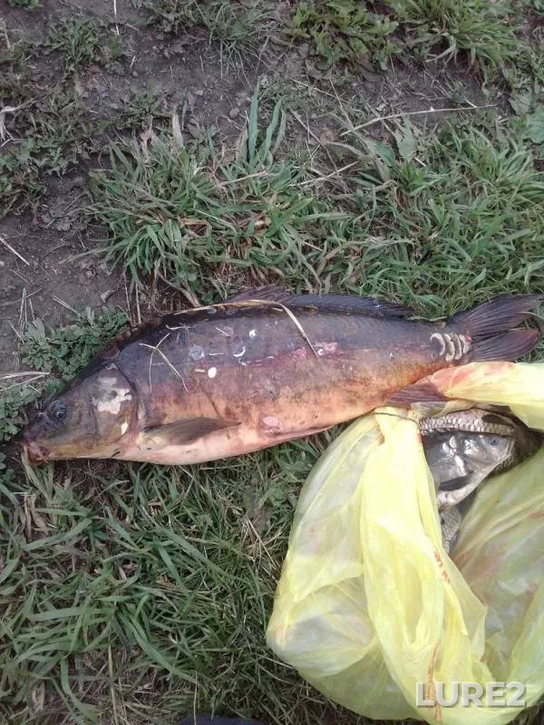Carp — Severnaya Unga, Jun 25, 2019
