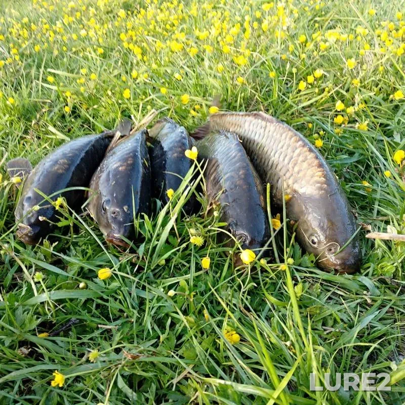 Carp — Moskovskaya oblast, gorodskoy okrug Chekhov, Jun 02, 2018
