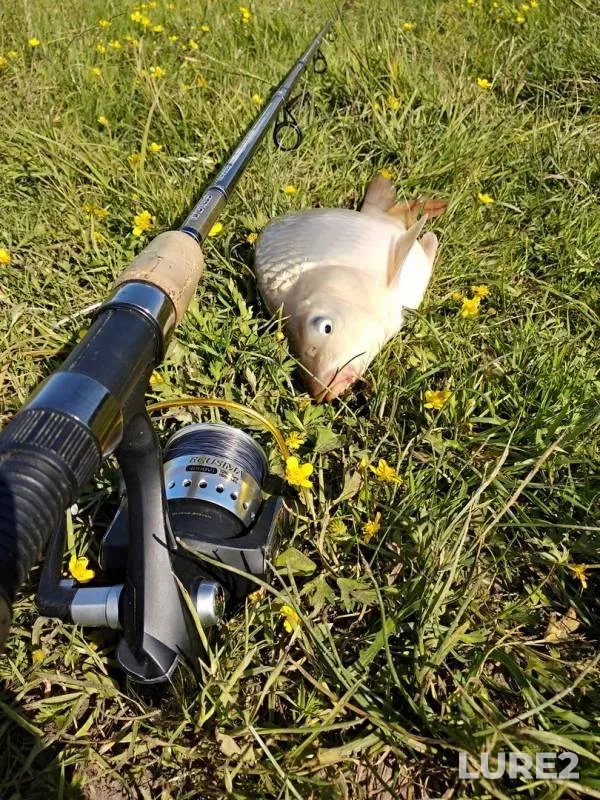 Crucian carp — Moskovskaya oblast, gorodskoy okrug Chekhov, Jun 03, 2018