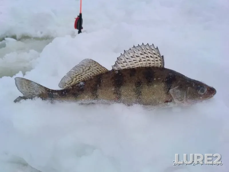 Zander — Cheboksarskoye, Feb 09, 2019