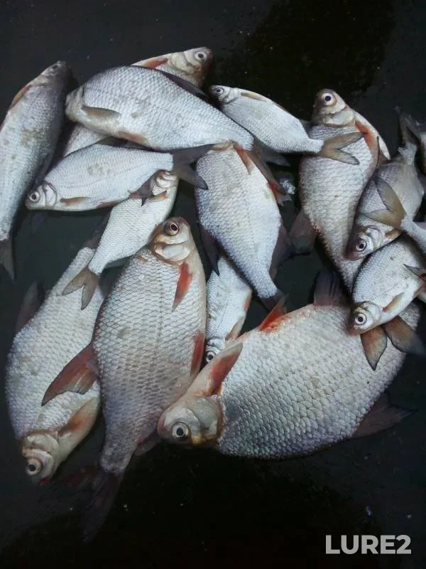 White bream — Urga, Nov 26, 2018