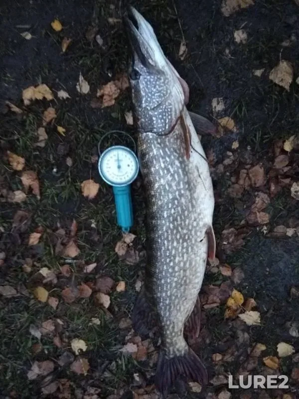 Pike — Nizhegorodskaya oblast, Nov 25, 2018