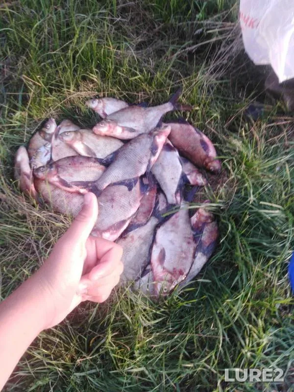 Bream — Shilna, Aug 24, 2019
