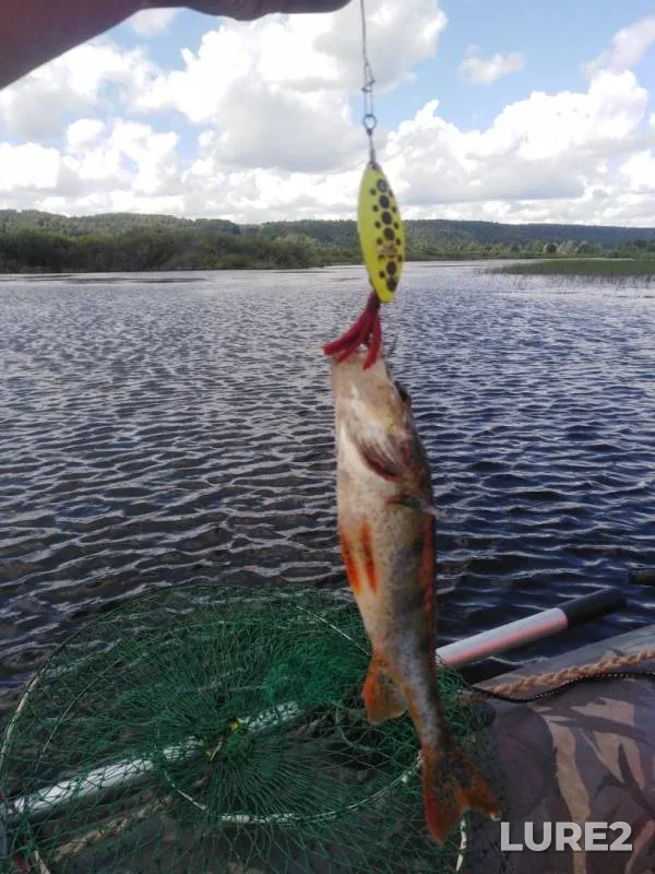 Perch — Kama, Jul 11, 2019