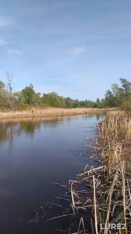 Crucian carp, Roach — Respublika Tatarstan, May 26, 2019