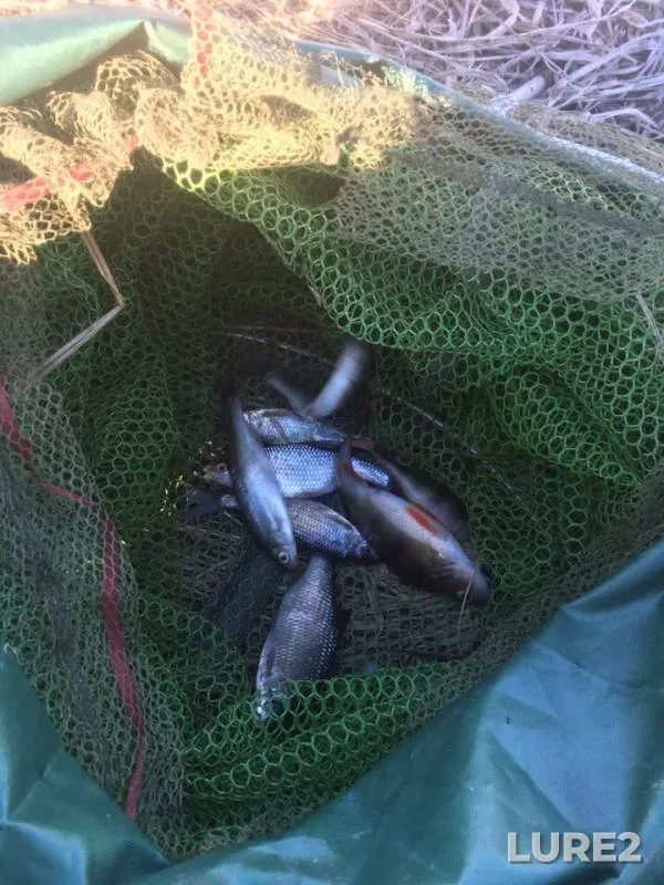 Perch, Roach — Melekeska, Apr 17, 2019