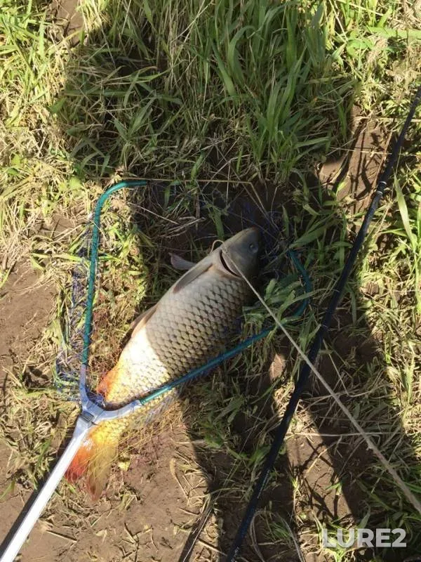 Crucian carp — Kama, Jun 13, 2018