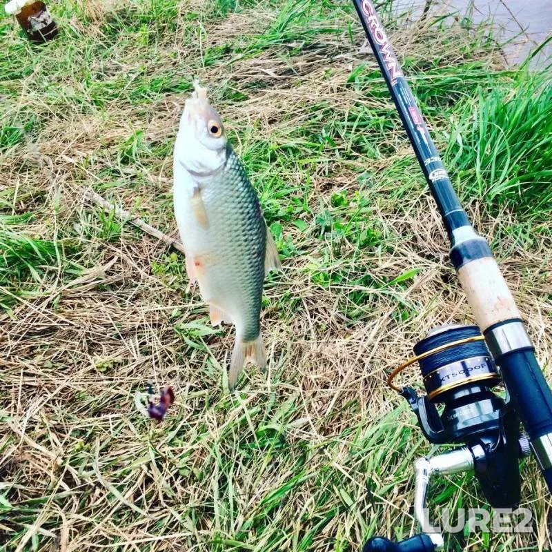 Roach — Nizhnekamskoye, May 20, 2018