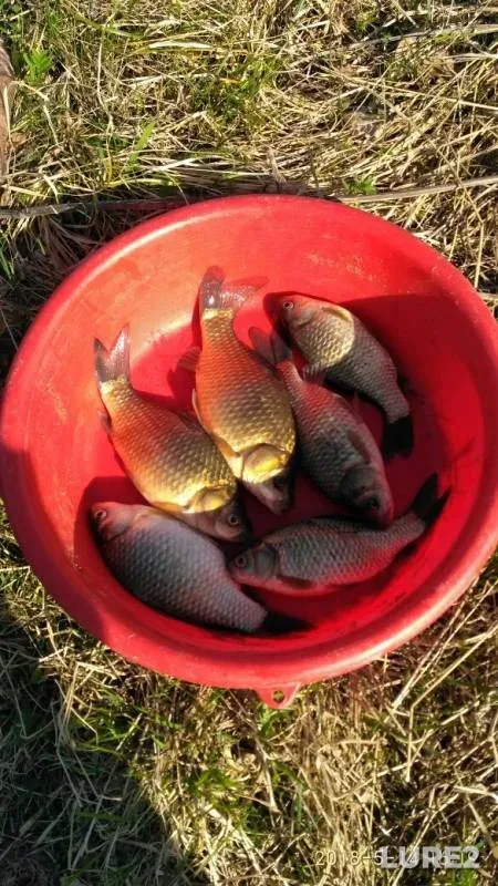 Crucian carp — Koshayeva, May 14, 2018
