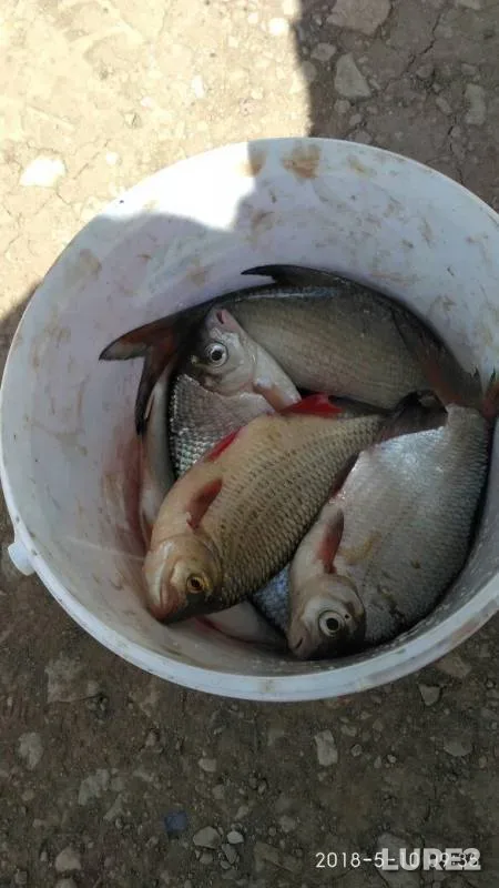 Rudd, White bream — Zay, May 10, 2018