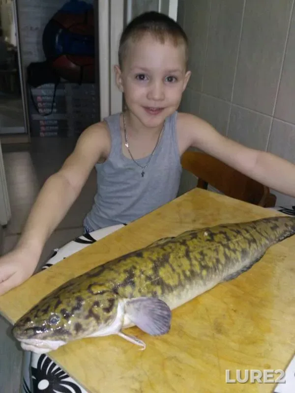 Burbot — Kama, Mar 08, 2018