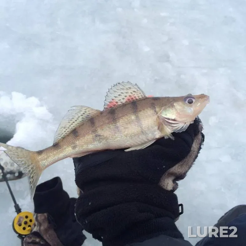 White bream — Respublika Tatarstan, Dec 30, 2017