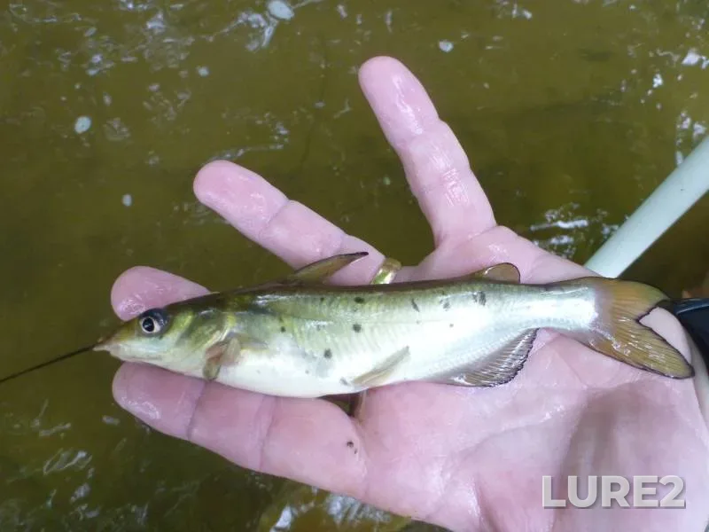 Channel catfish — Susquehanna River, May 12, 2019
