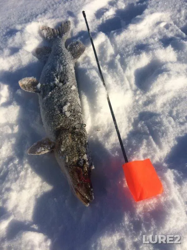 Pike — Nizhnekamskoye, Mar 25, 2018