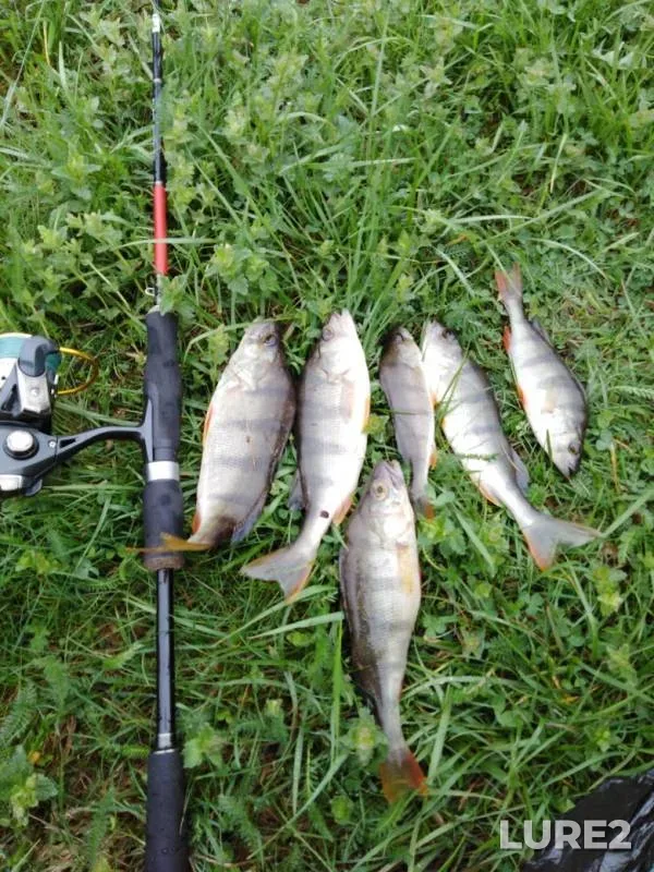 Perch — Kotoryanka, May 17, 2019