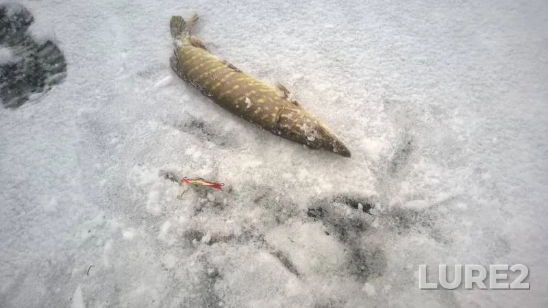Pike — Pskovskoye, Dec 19, 2016