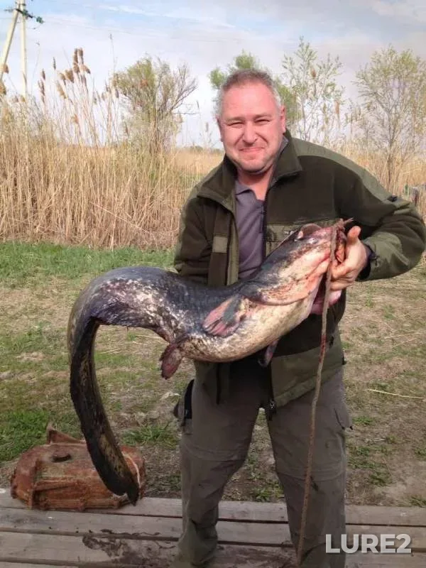 Wels catfish — Korneyevskiy yerik, Jul 13, 2013