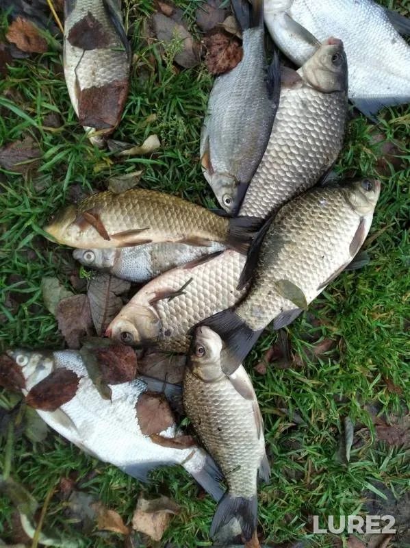 Crucian carp, White bream — Desna, Nov 17, 2019